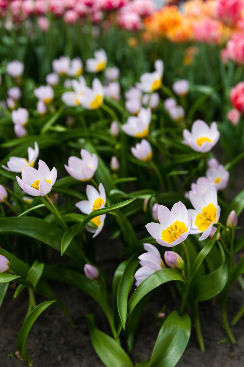 Botanisk Tulipan 'Saxatilis' / 'Lilac Wonder'